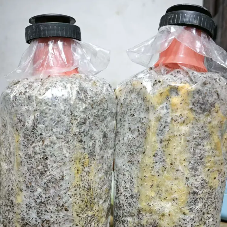 毛慈菇伴生菌 菌包 黄毛菌  白毛菌（非食用菌）免费技术指导