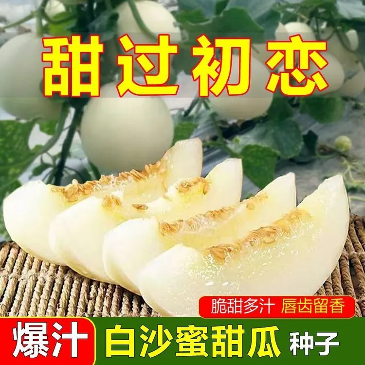 2025超甜白沙蜜甜瓜种子早熟香瓜伊丽莎白甜瓜种子超甜生吃水果香