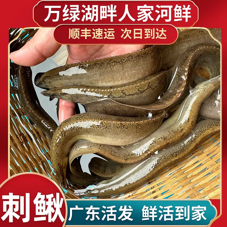 正宗中华刺鳅猪麻踞刀鳅观赏红尾鳗正宗钢鳅新鲜到家顺丰广东活发