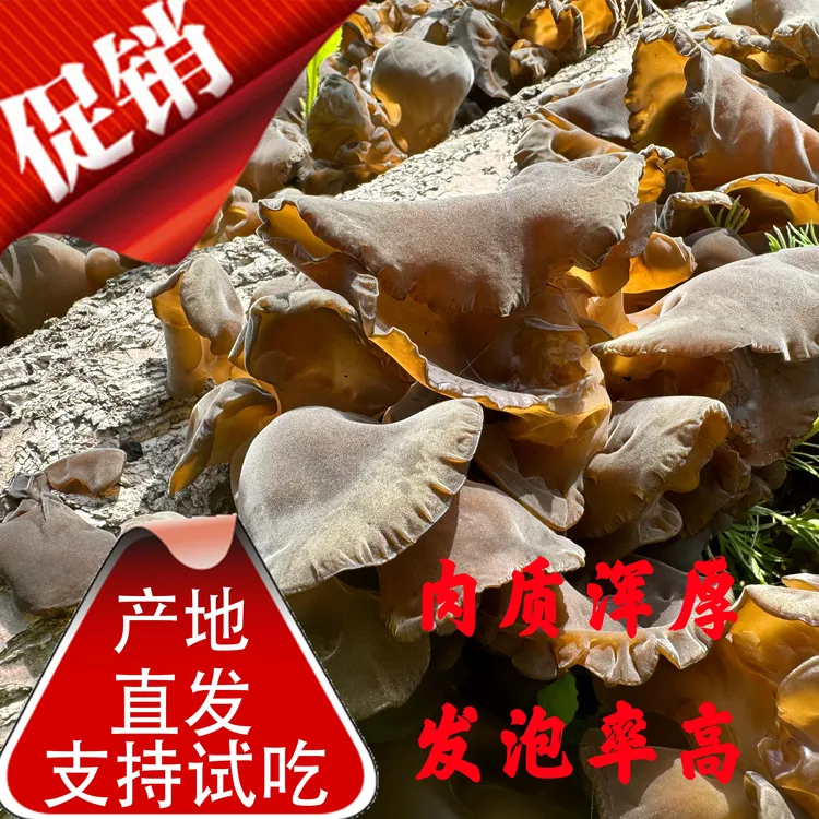 甘肃康县椴木春木耳高山黑木耳青冈木耳食用农家自产晾晒年货