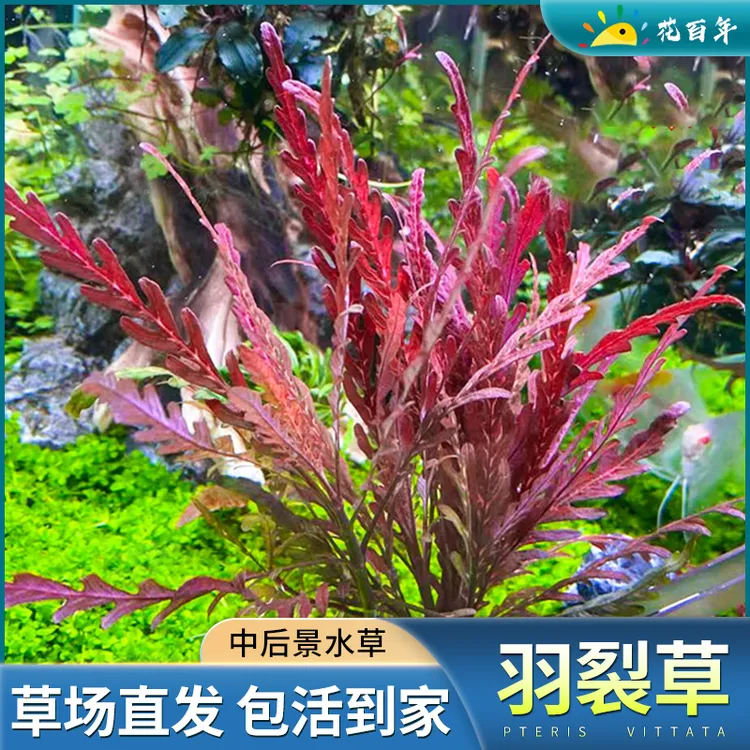 雨裂草水蓑衣雨蝶易养红色水草阴性鱼缸草缸造景新手羽裂淡水植物