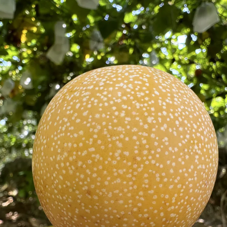 西双版纳热情果一口爆汁，纯甜无酸，唤醒味蕾活力 新鲜现摘水果