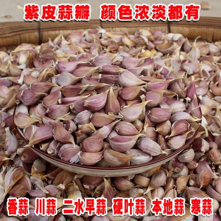 紫皮蒜种红根蒜苗出蒜苔寒蒜香川蒜硬叶蒜本地蒜红皮非云南大蒜头