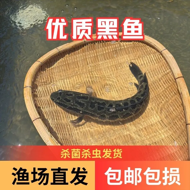 【活体】优质黑鱼乌鱼财鱼乌棒观赏鱼淡水鱼渔场直发