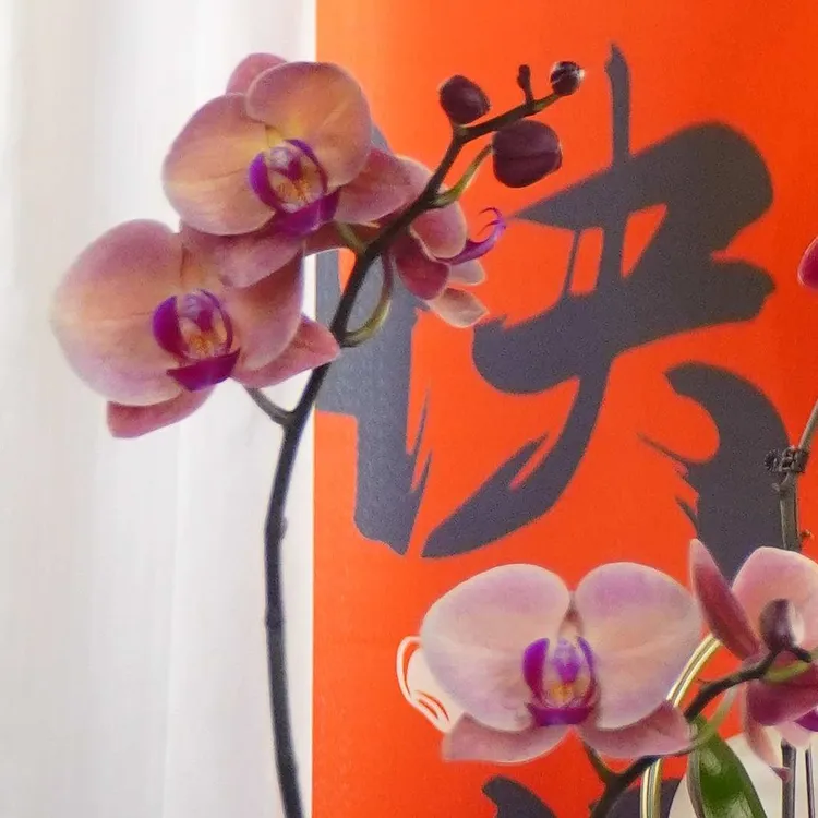 【欣欣向荣单颗】蝴蝶兰鲜花精致组盆 开花株 室内绿植 养兰基地