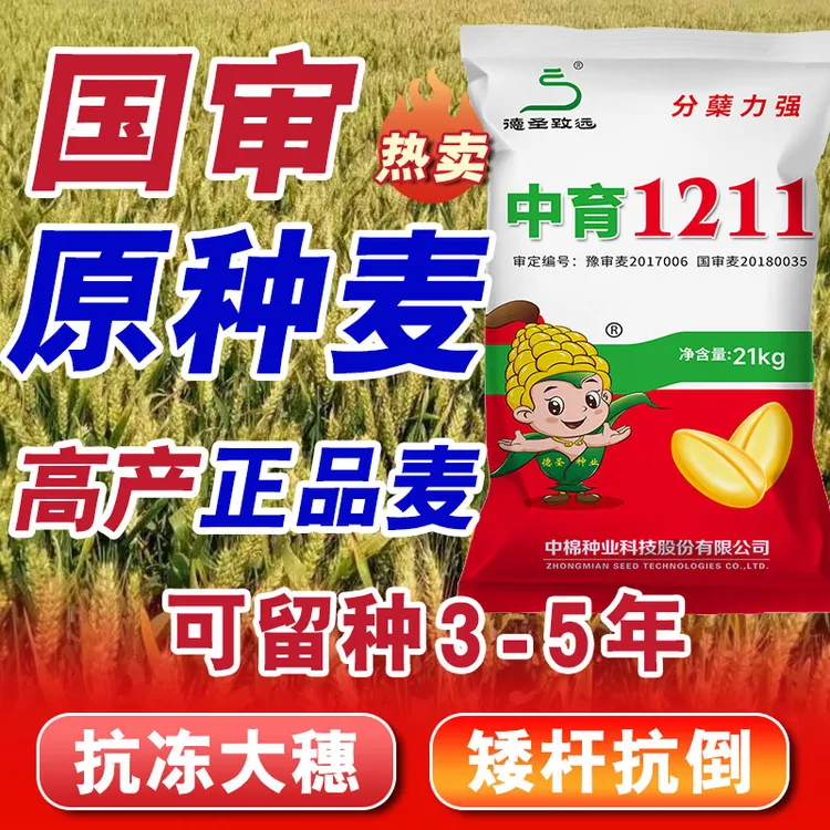 【中育1211】【河南陕西安徽江苏】国审抗冻高产小麦种子包衣厂家直销