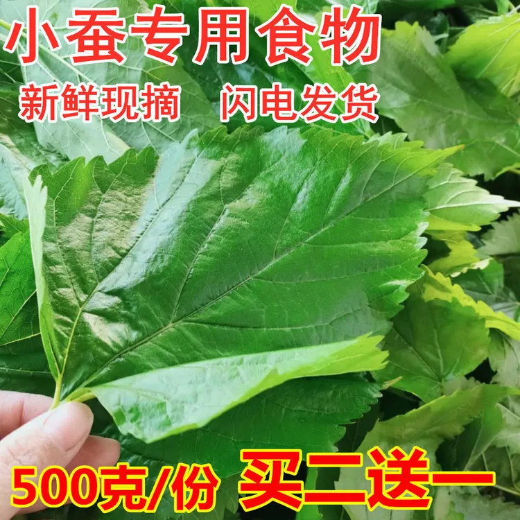 桑叶新鲜养蚕学生养蚕宝宝套养蚕专用蚕叶装新鲜桑蚕叶广东发货