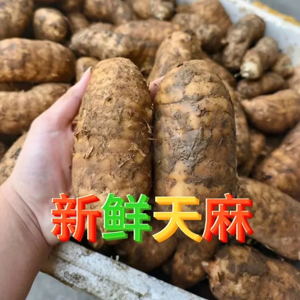 湖北五峰天麻新鲜现挖现发高山种植特级天麻炖肉炖汤一等品正宗