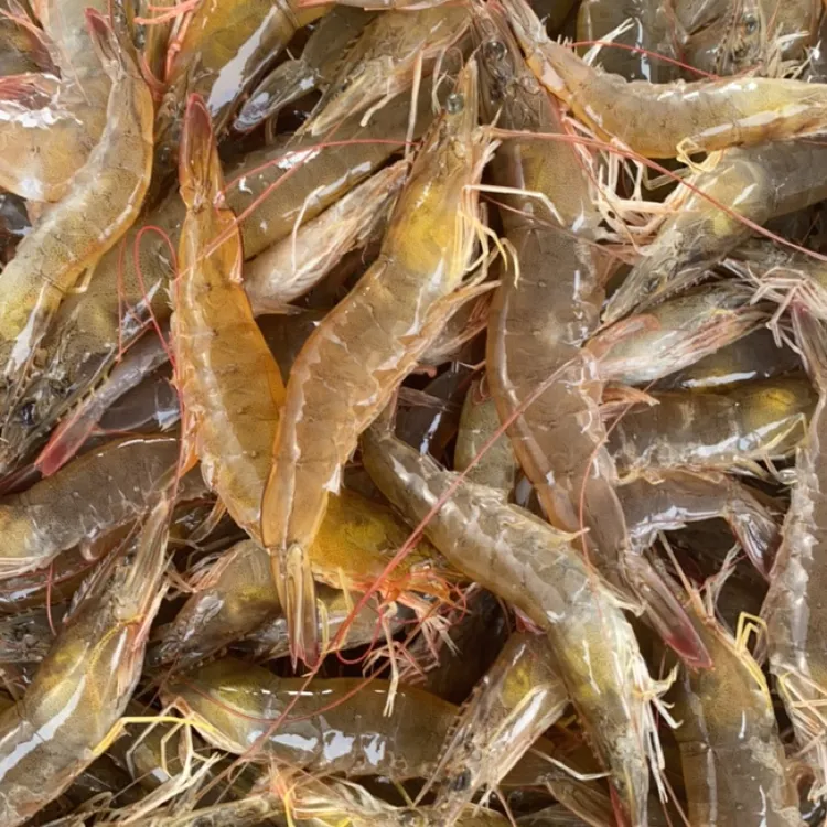 海水盐田虾活鲜虾速冻顺丰冷链发货一斤30-40头