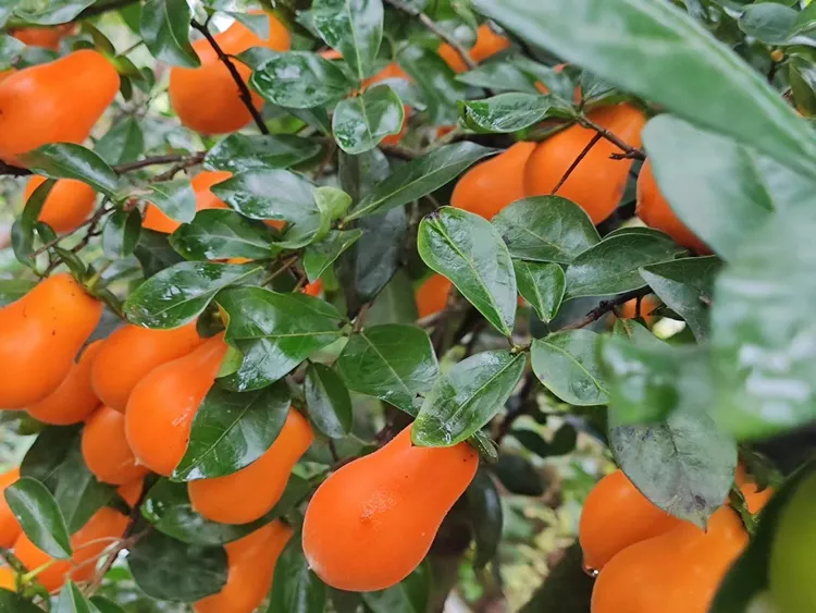 金弹子盆栽一物一拍