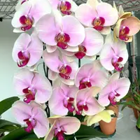 2个花剑   名贵品种【蒙娜丽莎】蝴蝶兰能开稀少小众蝴蝶兰