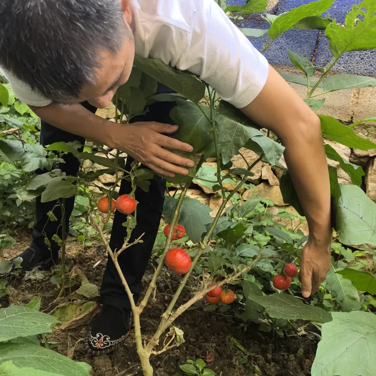 云南德宏野生傣味特色大苦子果杯苗盆栽可阳台种植苦茄子苦味香浓