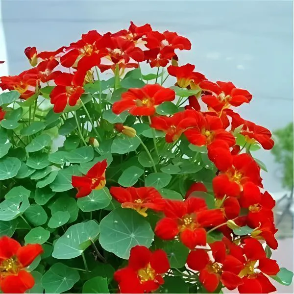 旱金莲种子花种籽子四季播种开花旱荷花籽爬藤盆栽花卉种子地栽
