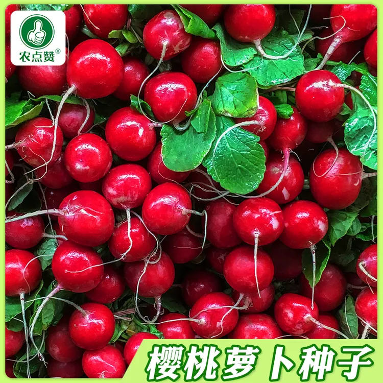 【樱桃萝卜种子】迷你萝卜菜籽四季阳台盆栽早熟易种蔬菜种孑