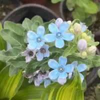 蓝星花室内植物四季开花