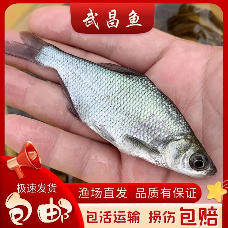 【活体】武昌鱼鳊鱼沙鳊沙边宠物养殖