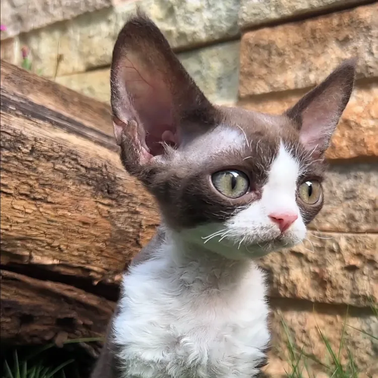 东哥的德文卷毛猫咖白双色弟6.14日出生咖白开脸男孩活体