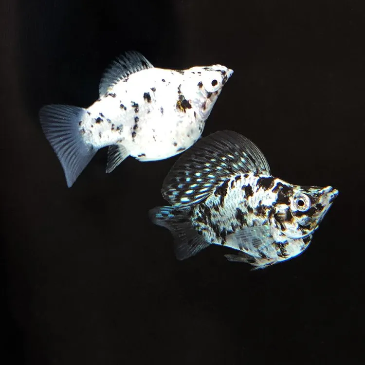 奶牛玛丽球奶牛皮球鱼精品