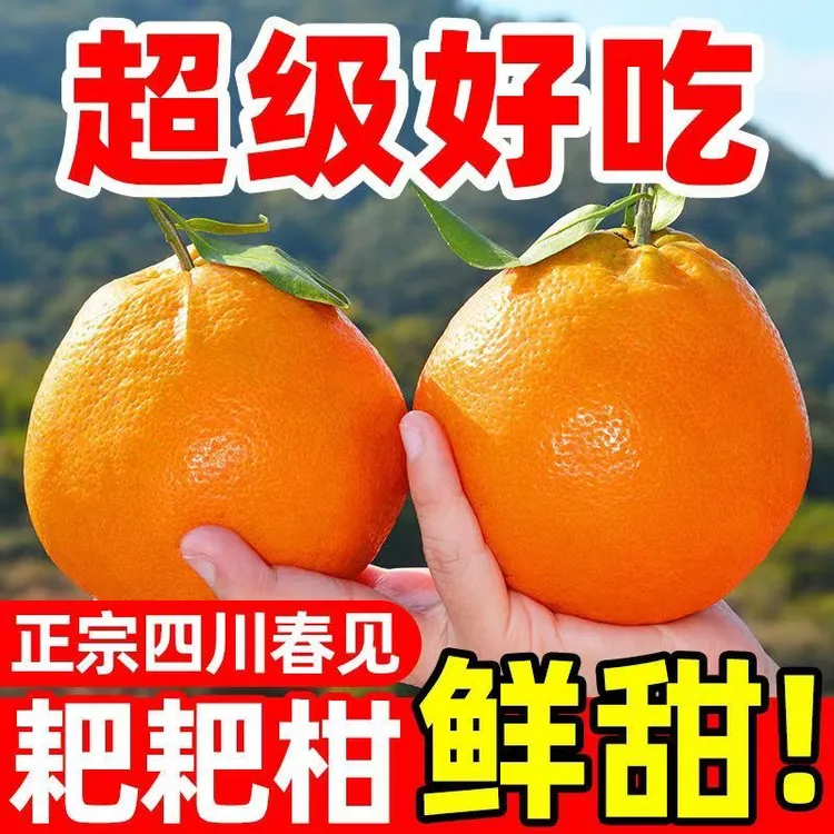 [爆甜]四川春见耙耙柑新鲜桔子当季橘子薄皮水果产地直发包邮