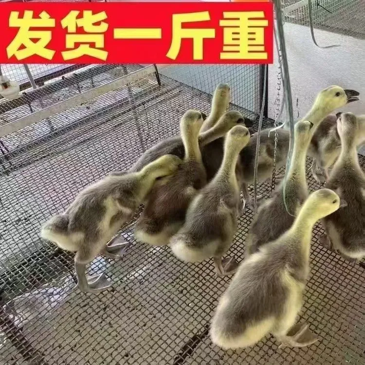 一斤狮头鹅灰鹅宠物顺丰包邮小幼鹅狮头鹅宠物鸭