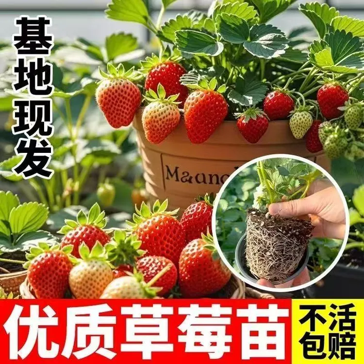 【6盆包邮+20天开花】奶油草莓苗盆栽大苗阳台庭院四季种植当年结果