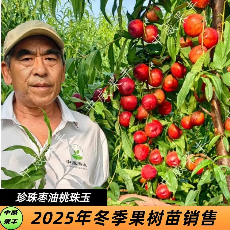 珠玉白肉珍珠小油桃5月底成熟口感脆甜浓甜新品种桃树苗