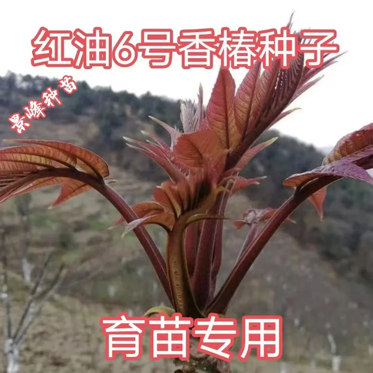 红油香椿种子香椿籽四季可种适合农家阳台庭院大田种植香椿树正宗