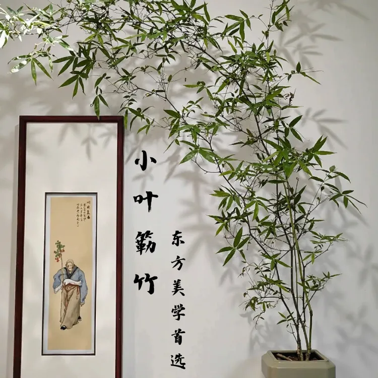 小叶簕竹盆景ins风禅意绿植室内桌面盆栽中式庭院装饰常青植物