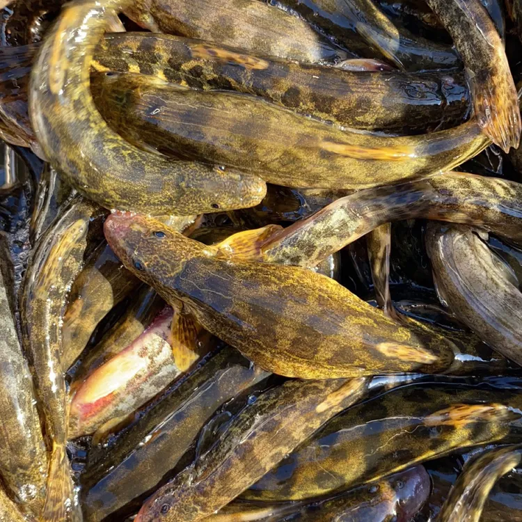 石花鳅 红尾钢鳅一公斤装（冷冻发货）