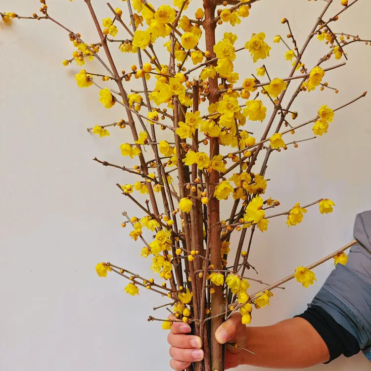 精品腊梅1号/鲜切花水培植物耐寒顺丰