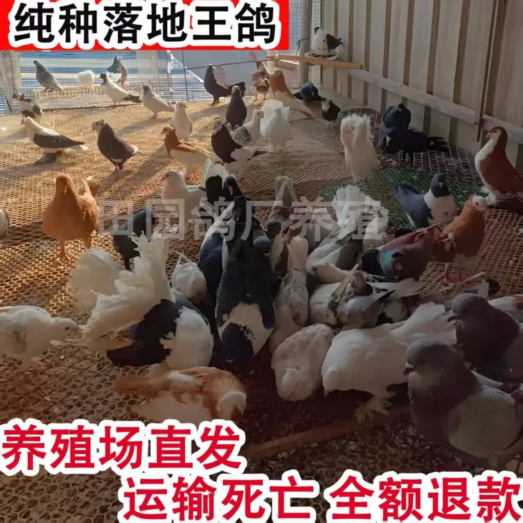 落地王种鸽包活包邮