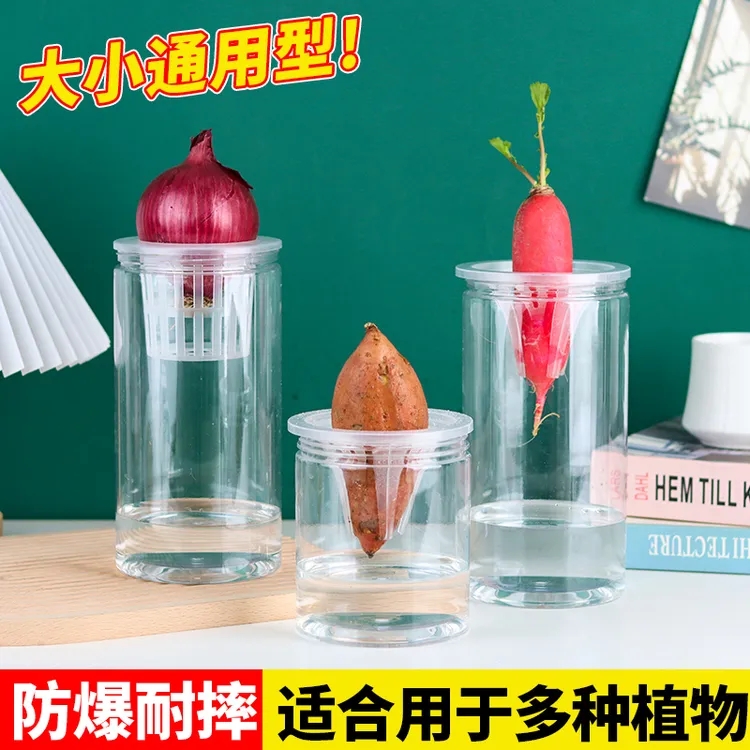 塑料透明水培器皿花盆萝卜红薯土豆绿植种球郁金香根茎水培定植篮