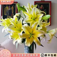 次日达 -【黄天霸百合】6朵黄百合鲜花鲜切花家居用花批发任意满两单顺丰包邮三单送花瓶今天拍明天到cc