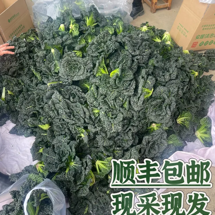 安居特产5斤包邮随州特产农家自种新鲜蔬菜打霜青菜黑白菜包邮