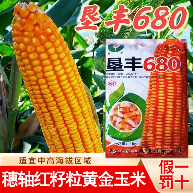 国审玉米品种垦丰680适合云贵川中高海拔1000-2200米种植