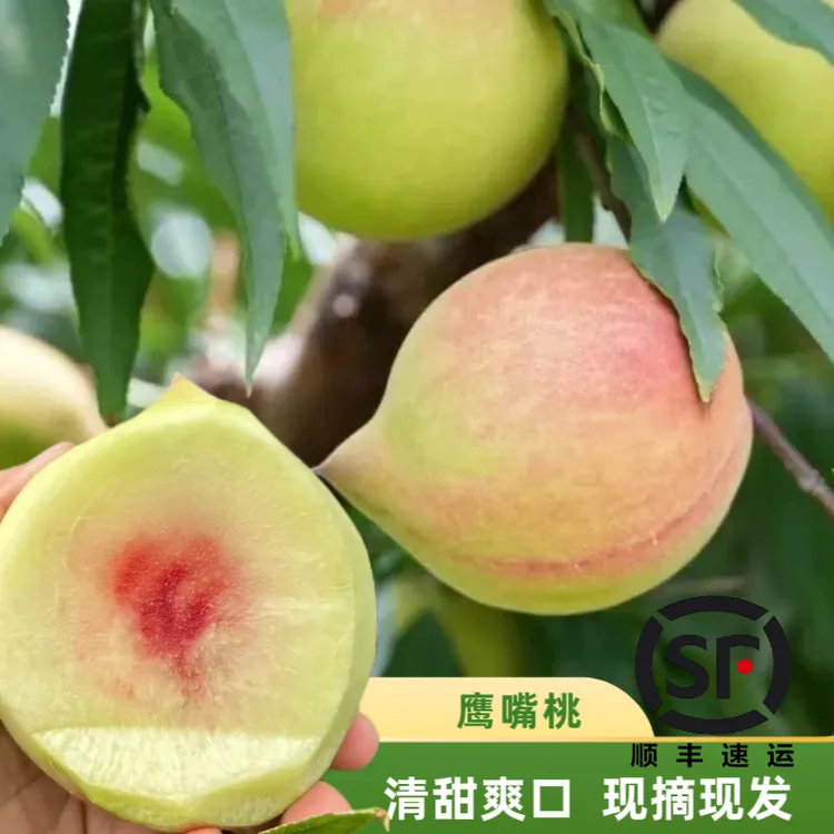 【顺丰直发】悦湾现摘毛桃脆桃鹰嘴桃脆甜多汁当季应季水果