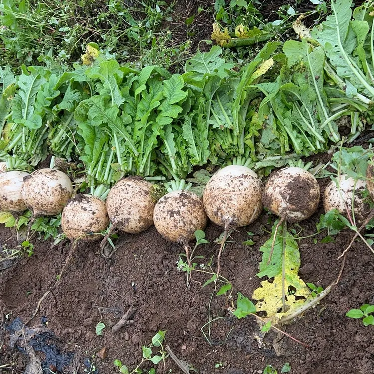 【九峰助农】贵州高山新鲜圆白萝卜汁多脆嫩清甜可口(散装称重)