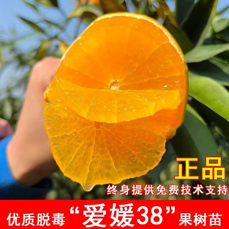 嫁接爱媛38号柑橘树苗28号果冻橙橘子苗盆地栽北南方阳台种植果苗