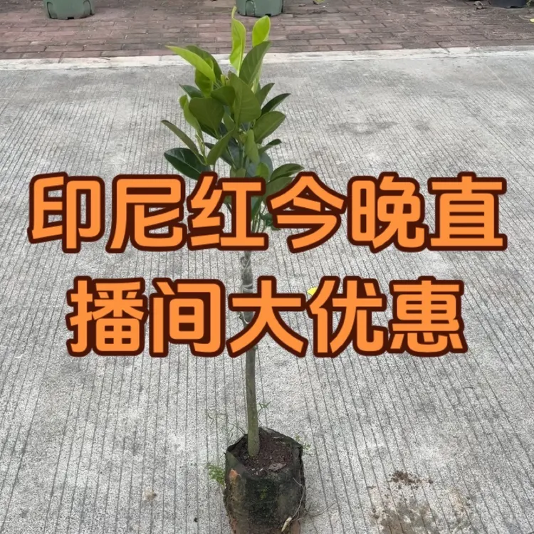 榴莲味印尼红肉菠萝蜜干包脆甜种植四季开花结果盆栽地栽绿植