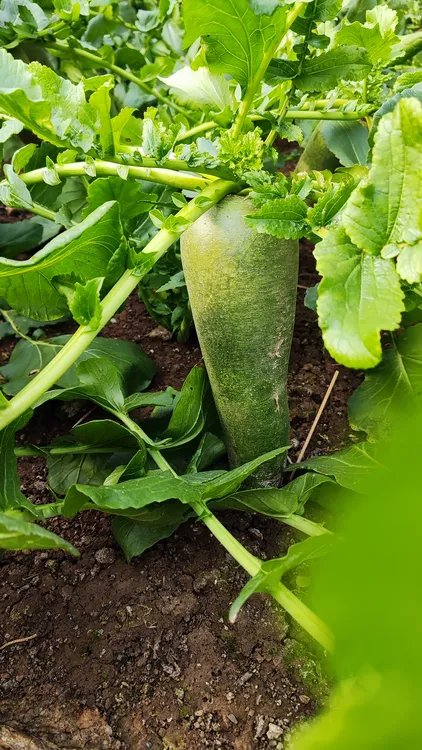 天星2号（金星）正宗沙窝萝卜