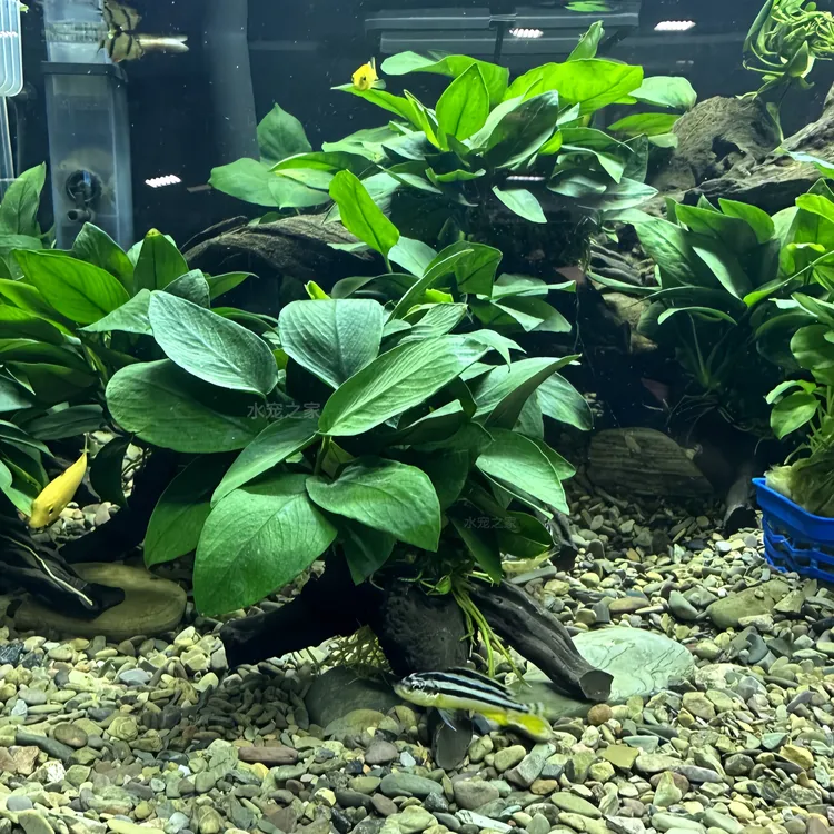 新手适用水榕沉木活体水草淡水植物鱼缸造景无需底砂