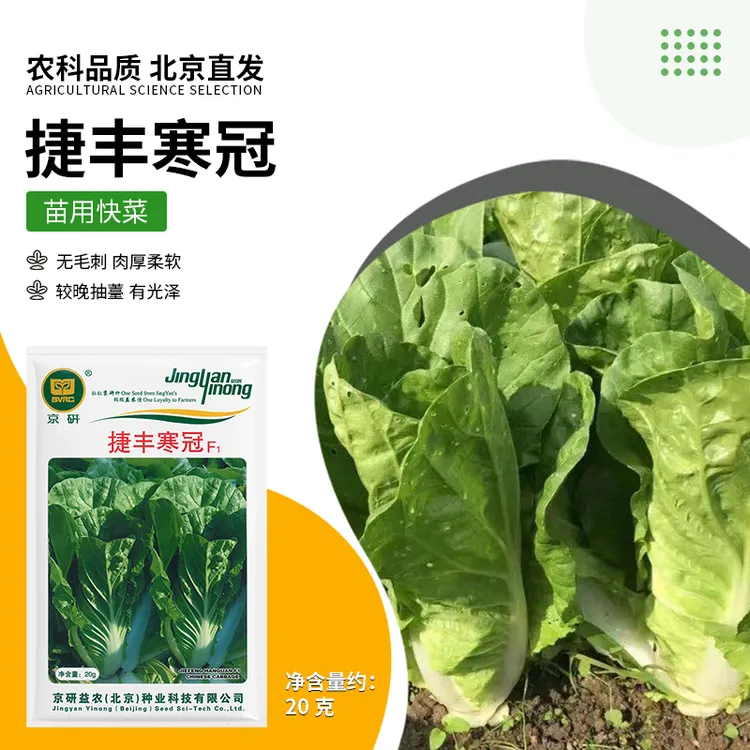【农科院】耐寒小白菜种子四季快菜蔬菜种子阳台盆栽大田小菜园墨绿
