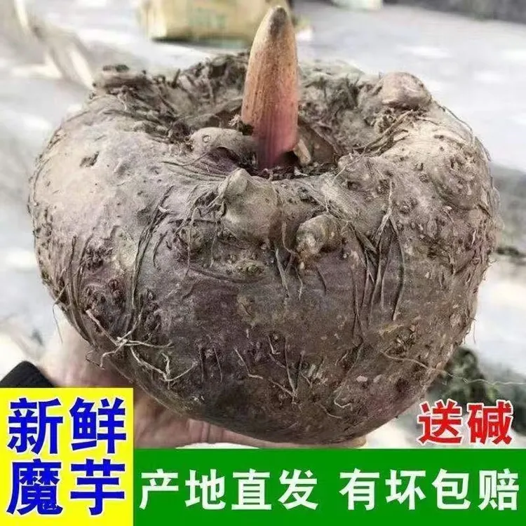新鲜现挖大魔芋可做魔芋豆腐魔芋爽送食用碱包邮