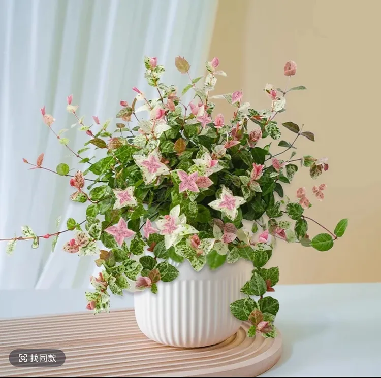 花叶络石花苗盆栽彩叶络石吊兰四季垂吊耐热耐寒植物庭院绿植花卉