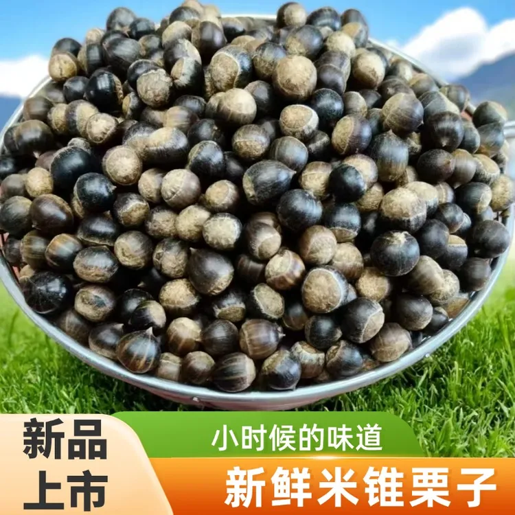 湖南新鲜小锥栗米锥子板栗珠栗子甘甜毛栗子刺锥带壳山货坚果包邮