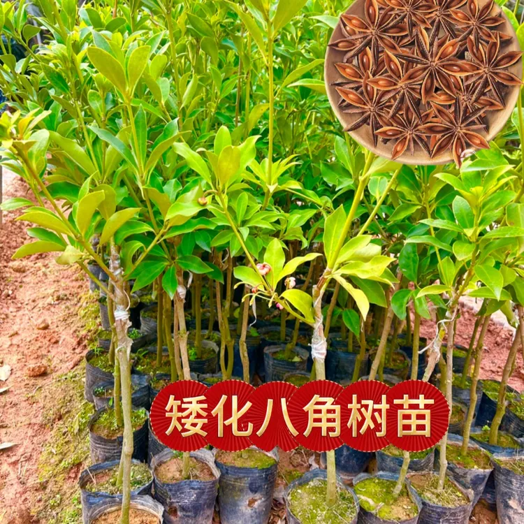 广西（八角树苗）广西正宗食用矮化高产带土带叶四季种植耐寒耐热