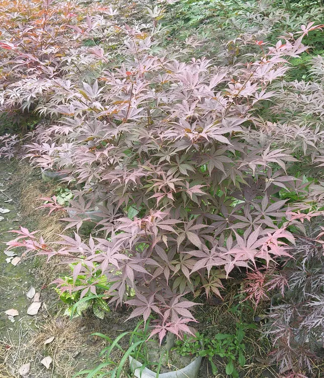 彩色品种三季红红舞姬红枫鸡爪槭南天竹紫薇花枫树直播南天竹盆栽