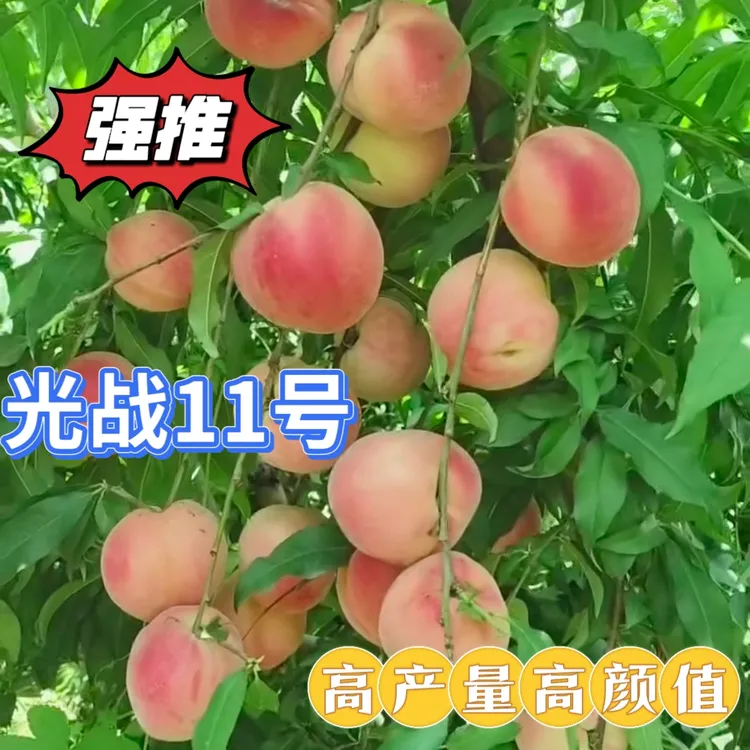 6月下旬成熟光战11号桃苗果树苗，赶产量高颜值桃树苗桃树新品种
