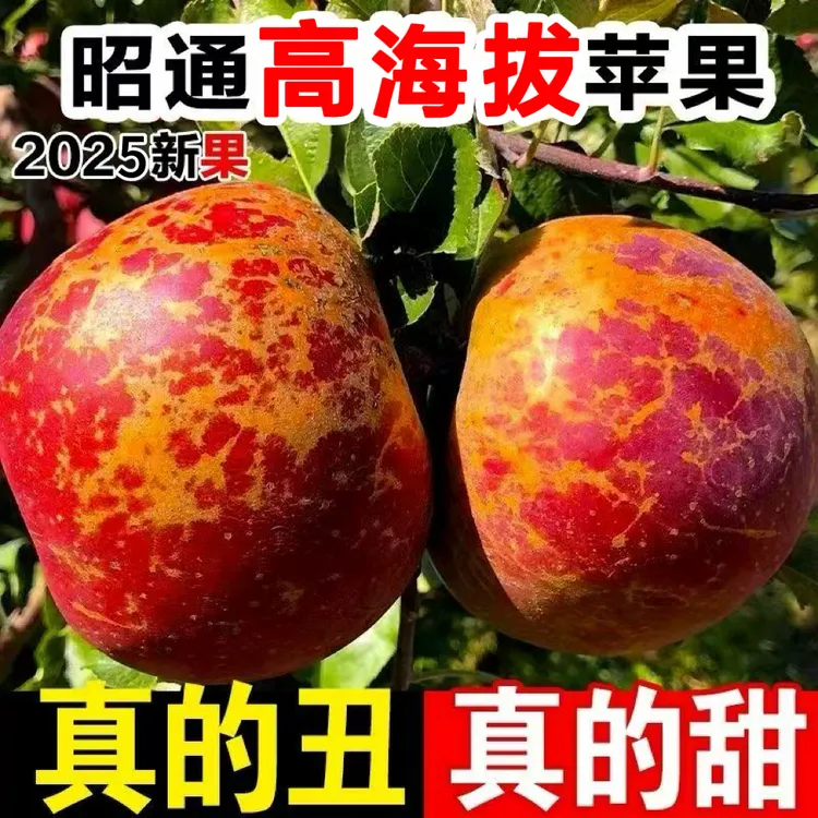 云南昭通丑苹果产地直发红富士红露当季水果孕妇维生素c水果