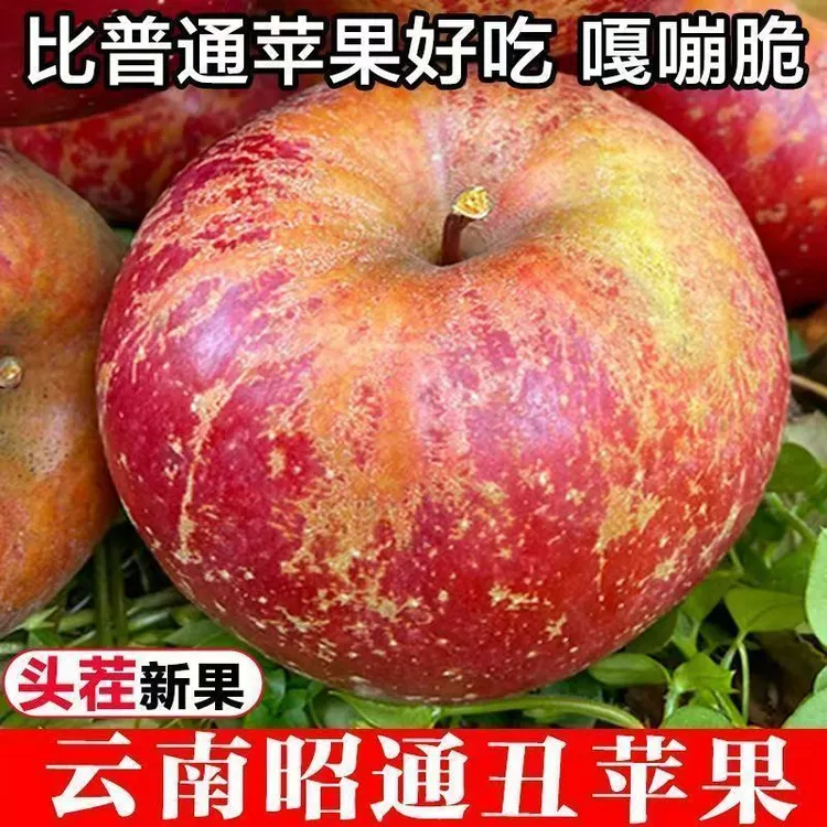 冰糖心苹果云南正宗昭通丑苹果色泽新鲜果细腻果园现摘重量